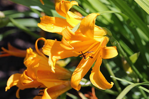 Orange copper daylily, Hemerocallis dumortieri unknown variety, flower close up with a blurred background of leaves and faded flowers.