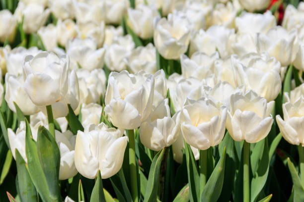 Large flowerbed of white tulips in the park at spring Large flowerbed of white tulips in the park at spring white tulips stock pictures, royalty-free photos & images