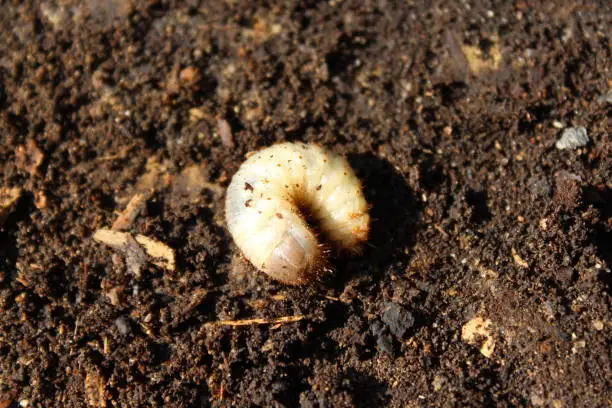 larvae in the compost pile