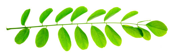 istock green acacia leaf on white isolated background 1328695070