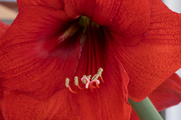 istock Red Hippeastrum flower close-up 1328696201