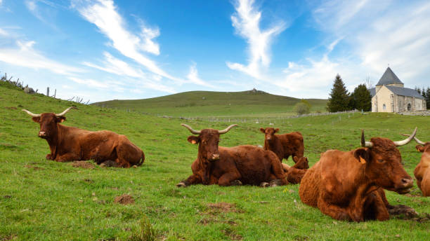 Herd of Salers cows with calves in a mountain pasture in front of a chapel.