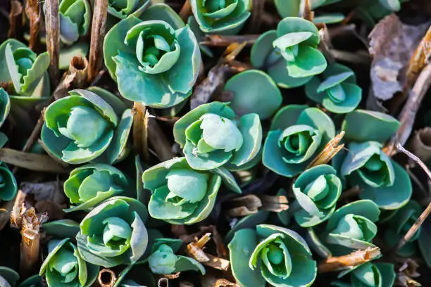 Young green leaves of Sedum Telphium plant or tripmadam, goldmoss stonecrop, goldmoss sedum flower.