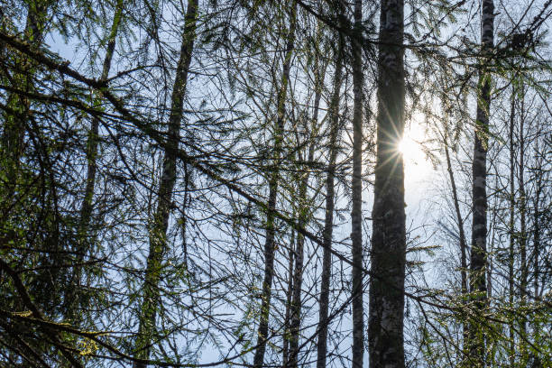 冬の後に目を覚ます森の春の明るい太陽の光 - forest sunbeam tree light ストックフォトと画像