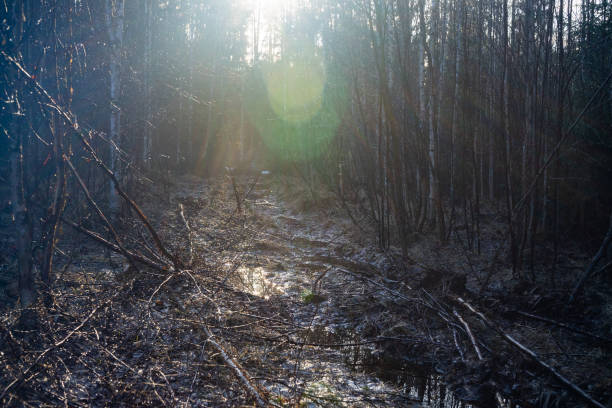 森の道は夕方の太陽の光の中で生い茂っています。ふさふさした森の古い道。 - forest sunbeam tree light ストックフォトと画像