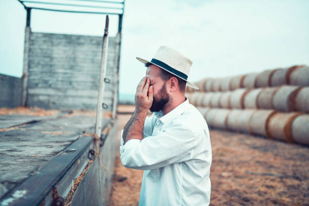agricoltore sotto stress per finire di caricare balle di fieno sul camion di trasporto - hay wheat bale stacking foto e immagini stock