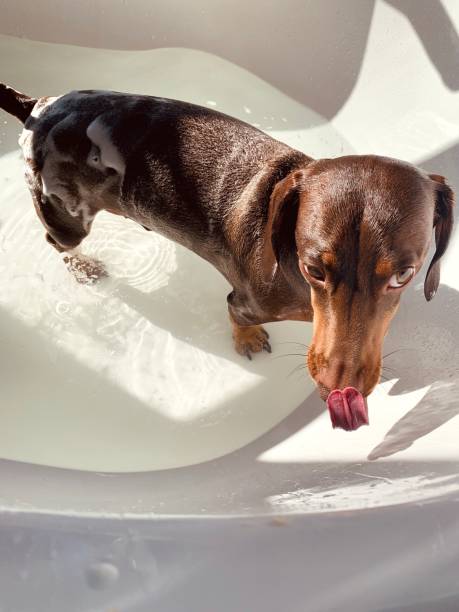 istock Splish Splash I Was Takin’ A Bath 1328697388