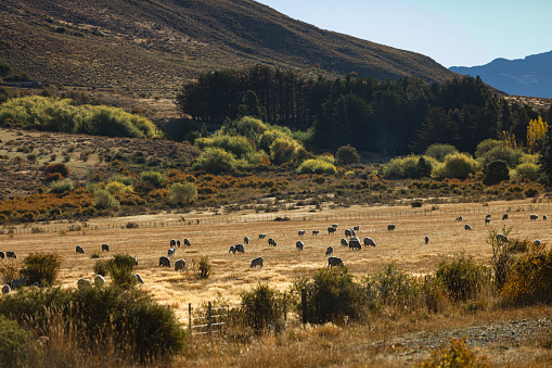 Cows feeding at patagonia's farm