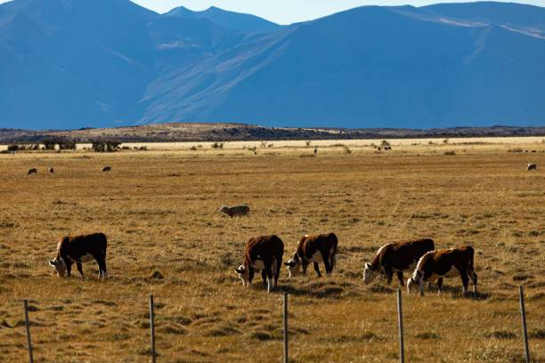 istock Patagonia's landscape - Farm 1328697738