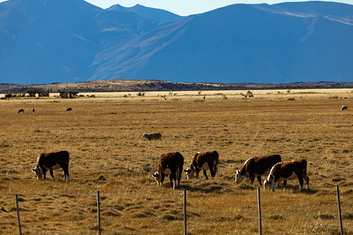 Cows feeding at patagonia's farm