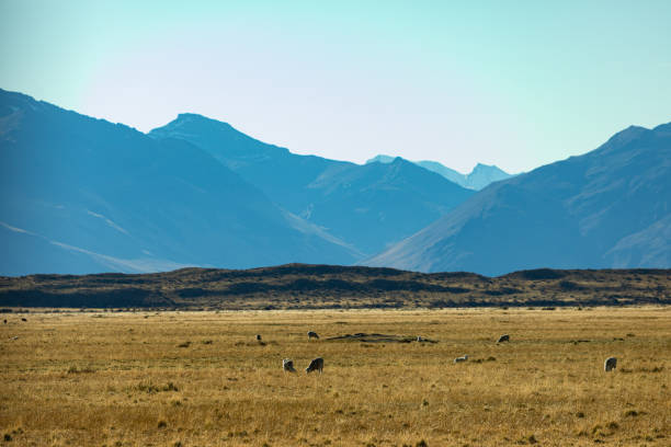 Sheeps feeding at patagonia's farm
