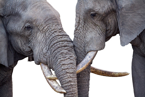 Close-up of two African bush elephant head bonding in Kruger National park, South Africa ; Specie Loxodonta africana family of Elephantidae