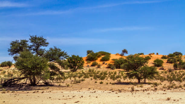 istock Red dune scenery in Kgalagadi transfrontier park, South Africa 1328698076
