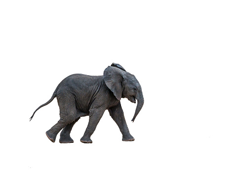 African bush elephant calf running, isolated in white background ; Specie Loxodonta africana family of Elephantidae