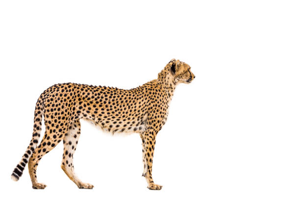 Cheetah entering a door and gets out as a deer . Changing mindset and different approach concept . Life changing decision and new opportunities . This is a 3d render illustration .