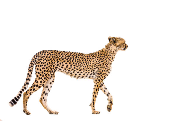 istock Cheetah in Kgalagadi transfrontier park, South Africa 1328699084