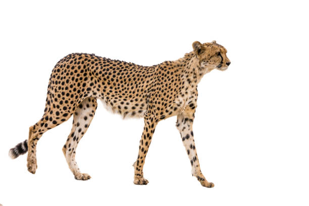 istock Cheetah in Kgalagadi transfrontier park, South Africa 1328699308