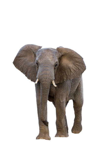 African bush elephant in Kruger National park, South Africa African bush elephant front view isolated in white background in Kruger National park, South Africa ; Specie Loxodonta africana family of Elephantidae elephant stock pictures, royalty-free photos & images