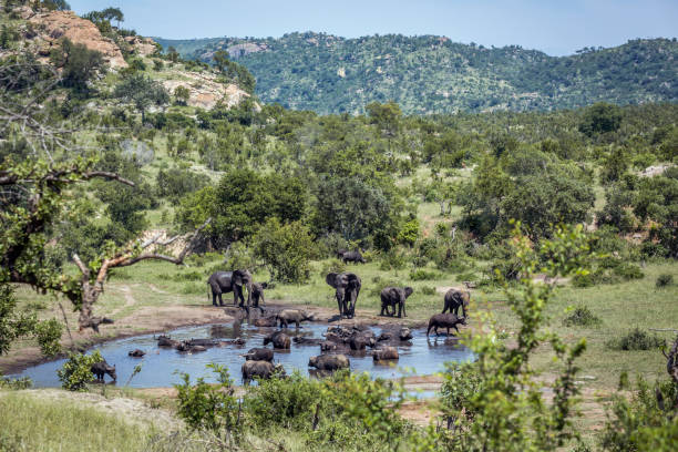 éléphant de brousse africain dans le parc national kruger, afrique du sud - parc kruger photos et images de collection