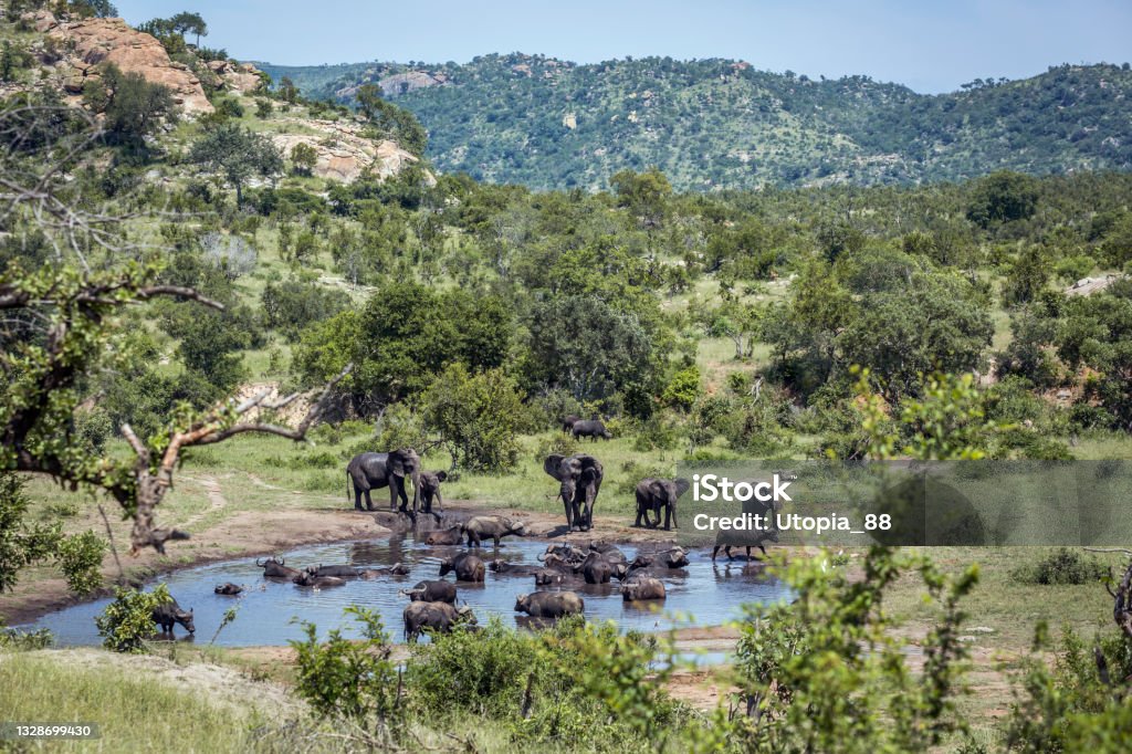 African bush elephant in Kruger National park, South Africa African bush elephant and african buffalo in waterhole in Kruger National park, South Africa ; Specie Loxodonta africana family of Elephantidae South Africa Stock Photo