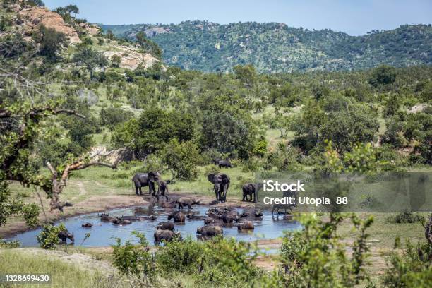 African Bush Elephant In Kruger National Park South Africa Stock Photo - Download Image Now