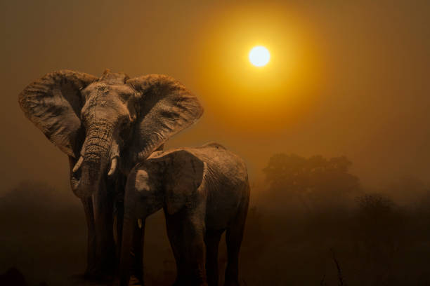 Sunrise in mysty savannah landascape in Kruger National park, South Africa5 African bush elephant female in sunset scenery in Kruger national park, South Africa ; Specie Loxodonta africana family of Elephantidae kruger national park photos stock pictures, royalty-free photos & images