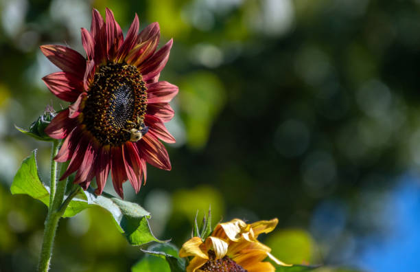 The maroon colored sunflower is the perfect place to gather pollen for this carpenter bee. Bokeh effect.