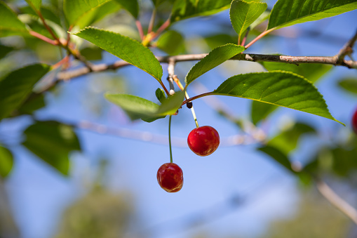 Cherry tree with ripe cherries in the garden.