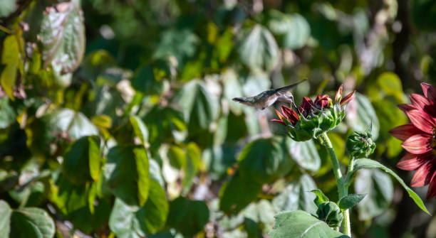 istock Quick wing motion keeps the hummingbird in the air. 1328700451