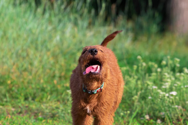 un chien terrier irlandais très drôle courant dans la caméra sur l’herbe à l’extérieur avec une expression amusante du museau lors d’une promenade dans les bois. un drôle de chiot de compagnie de couleur rouge court dans la nature dans un colli - irish terrier dog running terrier photos et images de collection