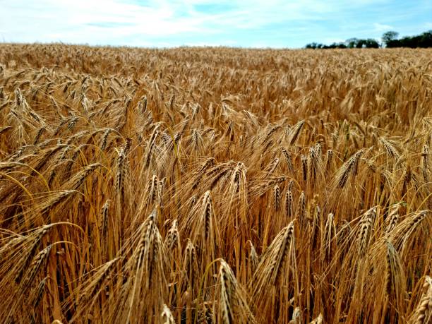 istock Barley - Hordeum vulgare 1328700574