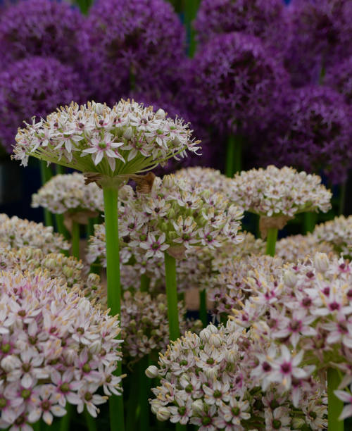 istock Vertical image of white and purple allium flowers 1328701580