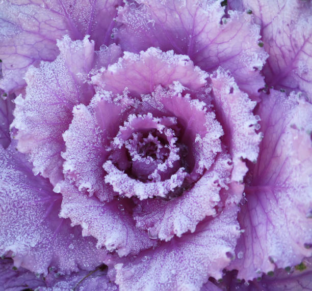istock Purple ornamental decorative flowering cabbage 1328702964