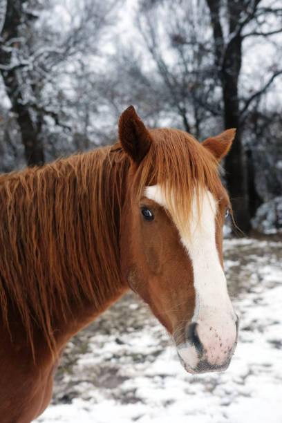 istock Winter horse portrait 1328703177