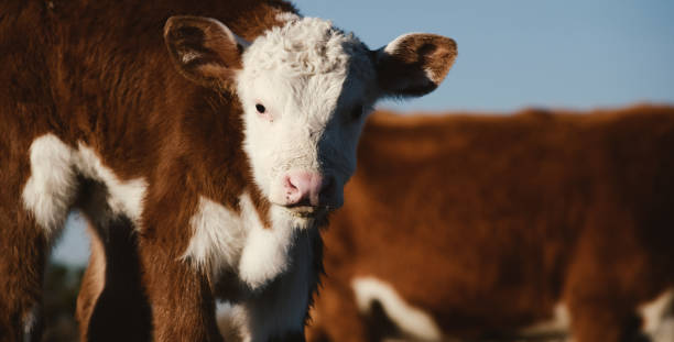 istock Hereford calf portrait close up on farm. 1328703188
