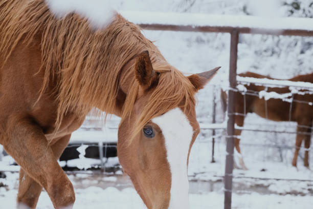 istock Sorrel horse in winter snow 1328703191