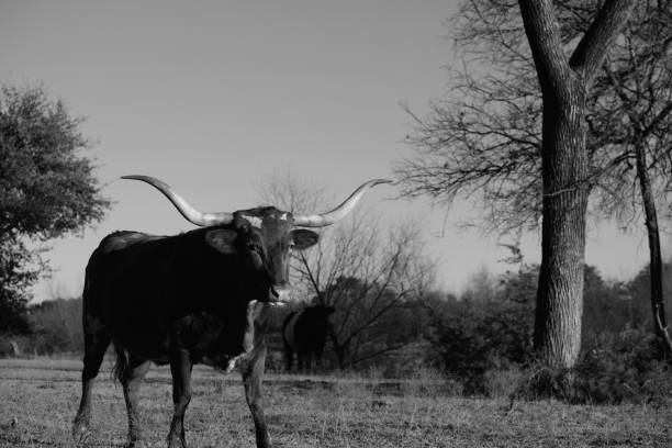 istock Texas Longhorn cow portrait 1328703483