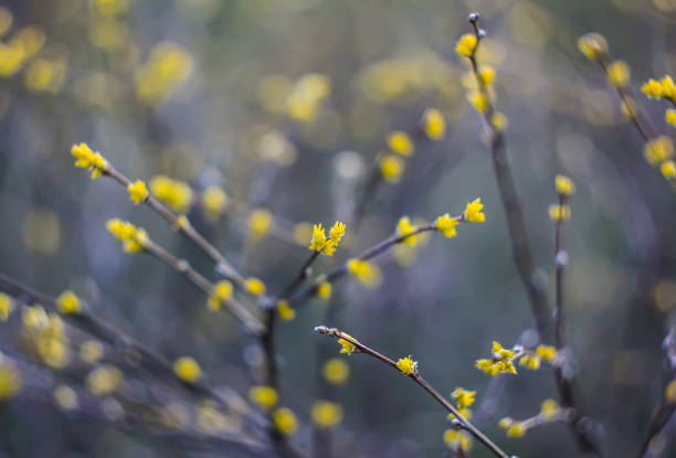 istock The first spring green buds and leaves on tree branches. 1328703754