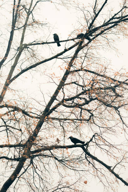 istock Black birds sitting an autumn tree 1328704404