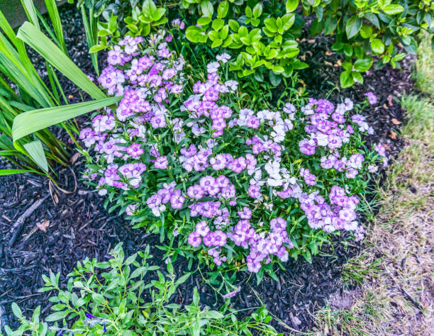 istock Small Purple Flowers Detail 1328704491
