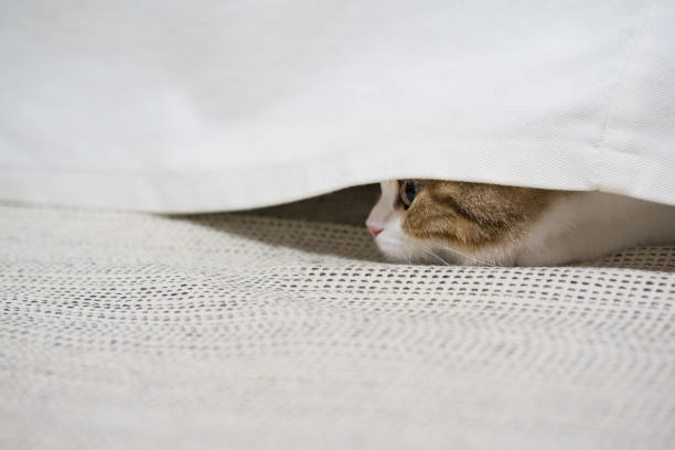 istock pet activity with scottish straight kitten play with fun and happiness 1328705218