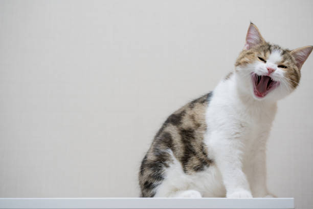 pet activity with scottish straight kitten play and sit on table