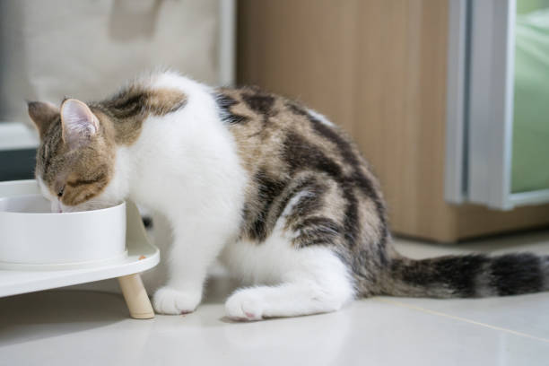 aktywność zwierząt domowych ze szkockim prostym kotkiem podczas jedzenia - domestic cat kitten scottish straight short hair zdjęcia i obrazy z banku zdjęć