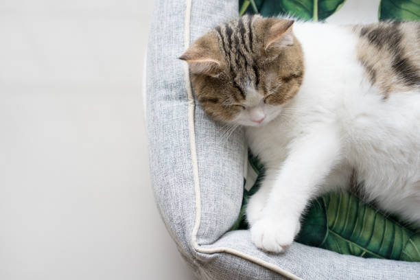 istock pet activity with scottish straight kitten sleep and relax 1328705316