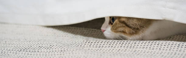 istock web banner pet activity with scottish straight kitten play with fun and happiness 1328705323