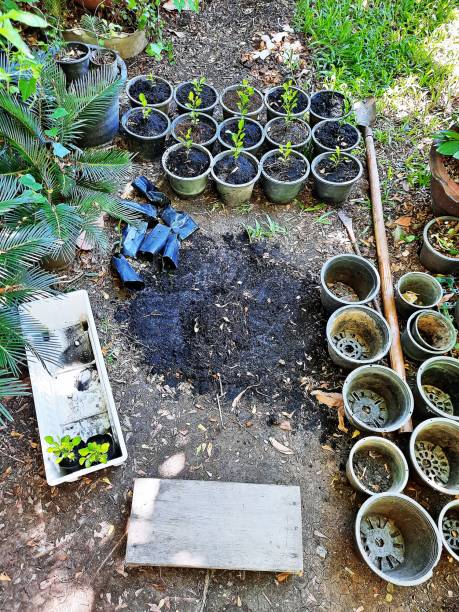 istock Gardening and planting tree. 1328706745