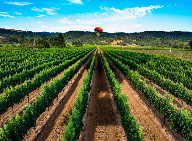 loty balonem nad doliną napa, kalifornia - hot air balloon california napa napa valley zdjęcia i obrazy z banku zdjęć