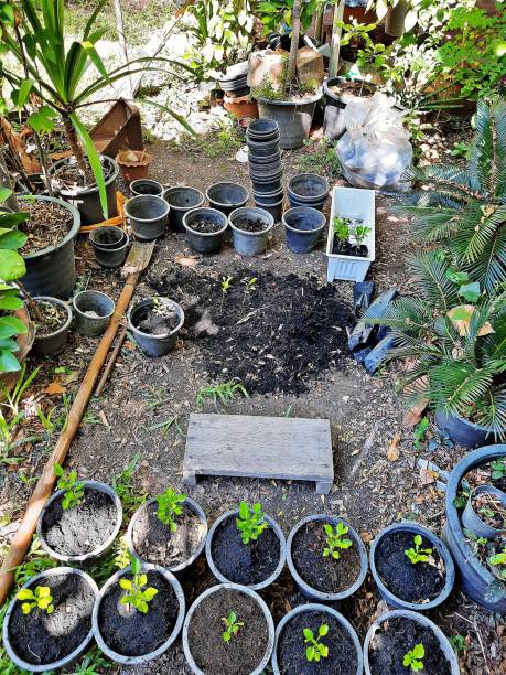 istock Gardening and planting tree. 1328707029