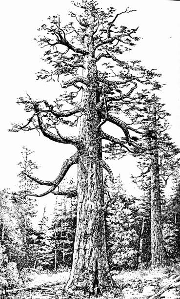 illustrazioni stock, clip art, cartoni animati e icone di tendenza di california - redwood sequoia california redwood national park