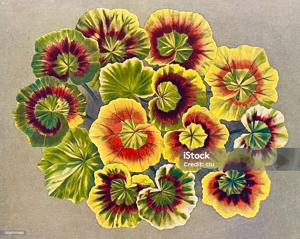Geranium bermanu-berkemainan multi- - Bebas Royalti Arsip ilustrasi stok Geranium bermanu-berkemainan multi- - Bebas Royalti Arsip ilustrasi stok